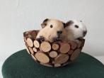 Lieve Californian cavia beertjes, Mannelijk, Cavia, Na 1 juli 2024, Tam