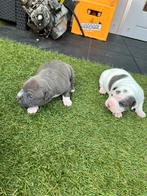 Amerikaanse stafford pitbull pups, Ophalen, Nieuw, Honden