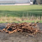Tabakstelen lang 2 kilo, Ophalen of Verzenden, Nieuw, Overige typen