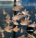 Roze tetra witvin - Hyphessobrycon bentosi rosaceus