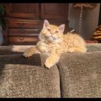 Rode kater (eigenlijk net kitten af), Dieren en Toebehoren, Vermiste en Gevonden Dieren, Kat