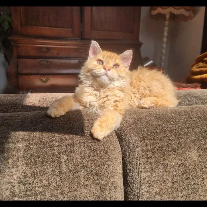 Rode kater (eigenlijk net kitten af), Dieren en Toebehoren, Vermiste en Gevonden Dieren, Kat