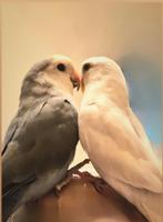 Agapornis, Dieren en Toebehoren, Mannelijk, Dwergpapegaai of Agapornis