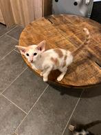 Oosterse korthaar kittens, Dieren en Toebehoren, Meerdere dieren, Gechipt, 0 tot 2 jaar