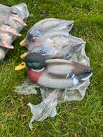 Eenden (lokeenden), Ophalen, Drinken en Voederen