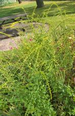 Laatste +- 12 stuks Solidago Fireworks - vaste plant, Ophalen, Zomer, Vaste plant, Overige soorten