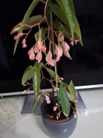 Bloeiende begonia tamaya planten, Huis en Inrichting, Kamerplanten, Ophalen, Halfschaduw, Minder dan 100 cm