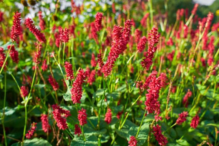 Vaste plant : Persicaria  rood,  5 euro, Tuin en Terras, Planten | Tuinplanten, Vaste plant, Overige soorten, Volle zon, Zomer