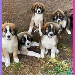 Prachtige pups Berner Sennen kruising, Rabiës (hondsdolheid), Overige rassen, 8 tot 15 weken, Meerdere