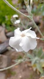 Lynchis Coronaria Alba, witte Prikneus, bio zaden, Zaad, Verzenden