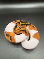 1.0 Orange Dream Pied ball python regius te koop, Dieren en Toebehoren, Reptielen en Amfibieën, Slang, Tam, 0 tot 2 jaar