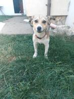 Jella is  een zachtaardig lief meisje van net 1 jaar, Dieren en Toebehoren, Honden | Niet-rashonden, Particulier, Rabiës (hondsdolheid)