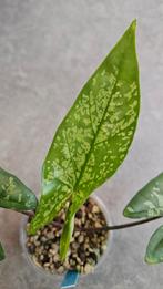 Alocasia Boyceana Shattered Glass, Ophalen of Verzenden, Halfschaduw, Minder dan 100 cm