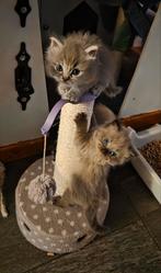 Super leuke kittens ragdoll x brit, Dieren en Toebehoren, Katten en Kittens | Overige Katten, Kater