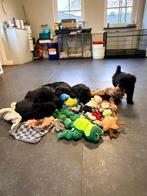 Bouvier pups met stamboom, CDV (hondenziekte), Overige rassen, 8 tot 15 weken, Meerdere