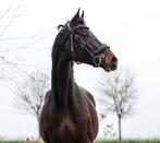 Leuke 12 jarige merrie, Dieren en Toebehoren, Paarden, Merrie