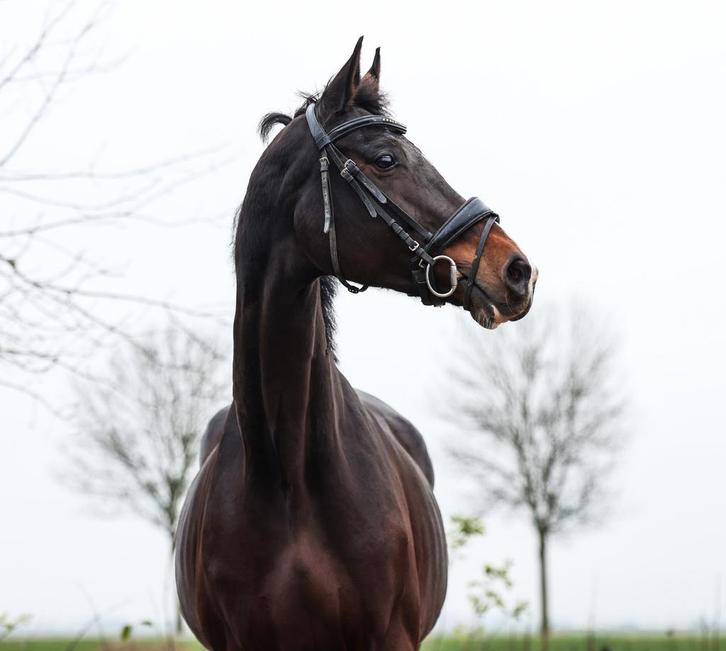 Leuke 12 jarige merrie, Dieren en Toebehoren, Paarden, Merrie