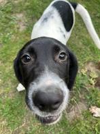 Vrolijke pups zoeken een liefdevol thuis!, Nederland, CDV (hondenziekte), 8 tot 15 weken, Meerdere