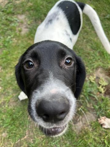  Vrolijke pups zoeken een liefdevol thuis! beschikbaar voor biedingen