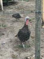 Parelhoenders te koop.., Meerdere dieren, Overige soorten