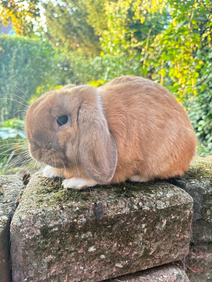Lieve Minilop ram konijn Madagaskar ter dekking aangeboden, Dieren en Toebehoren, Konijnen, Dwerg, Mannelijk, 0 tot 2 jaar, Hangoor