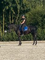 Verzorgster/bijrijdster aangeboden, Dieren en Toebehoren, Paarden en Pony's | Verzorgingsproducten, Ophalen of Verzenden, Nieuw