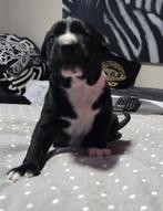 prachtige nestje Pitbull x Cane Corso pups, 8 tot 15 weken, Meerdere, Meerdere dieren, Middel