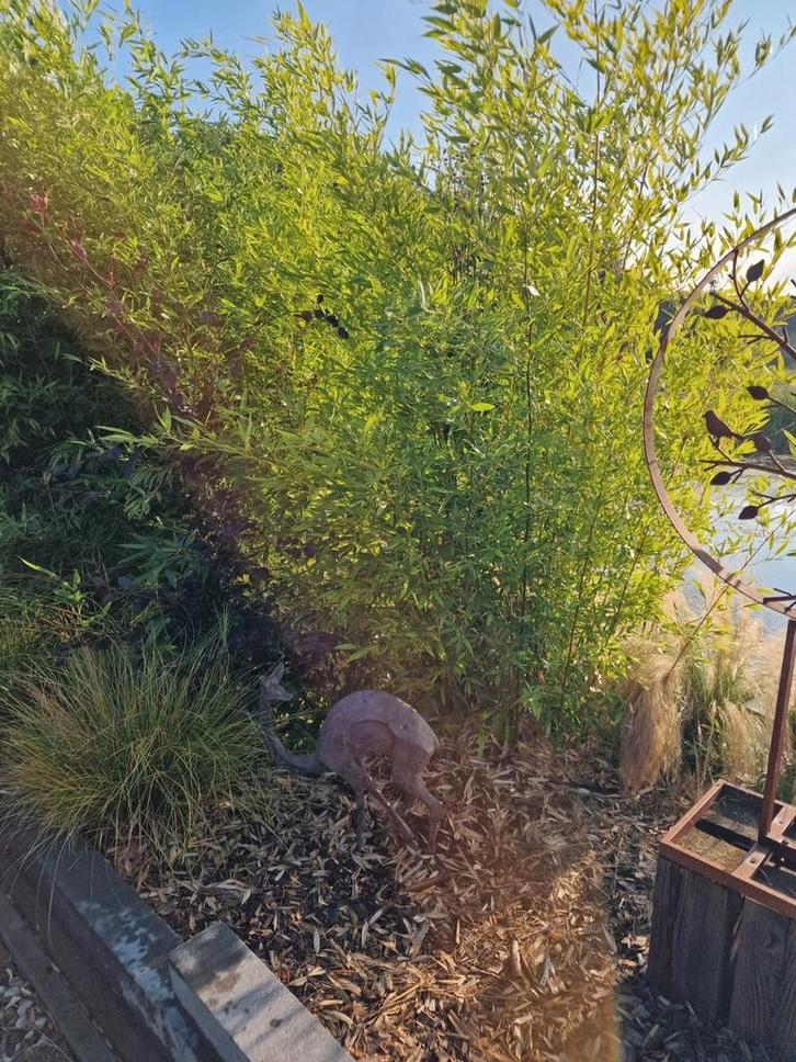 Bamboe Fargesia, Tuin en Terras, Planten | Struiken en Hagen, Bamboe, 250 cm of meer, Ophalen