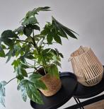 Windlicht creme, Ophalen of Verzenden, Halfschaduw, Minder dan 100 cm