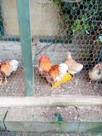 Wyandotte 2 haantjes 2 hennen GRATIS!, Dieren en Toebehoren, Pluimvee, Meerdere dieren, Kip