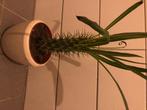 Cactus pachypodium lamerei, Huis en Inrichting, Ophalen, Cactus, Volle zon, Minder dan 100 cm