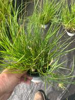 lampenpoetser/gras/pennisetum zware planten ,  nu 2,30 op=op, Ophalen, Struik, Minder dan 100 cm