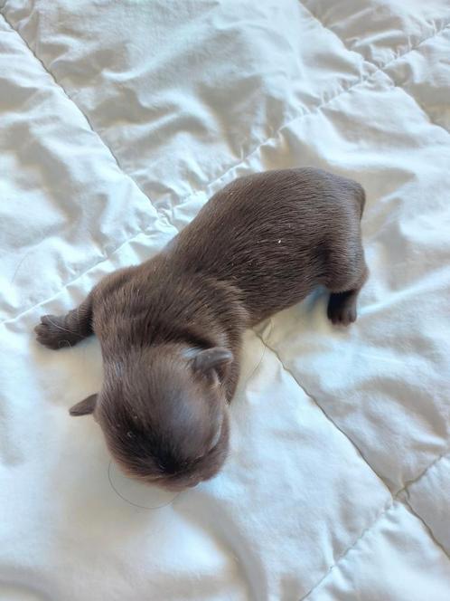 Deze chique charmante dame foto17 heeft haar eerste nestje., Dieren en Toebehoren, Honden | Chihuahua's en Gezelschapshonden, Meerdere dieren