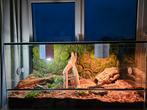 Glazen terrarium met achterwand 100x50x50, Dieren en Toebehoren, Terrarium of Paludarium, Zo goed als nieuw, Ophalen