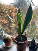 Sanseveria, Vrouwentongen. Makkelijkekamerplant, Huis en Inrichting, Kamerplanten, Ophalen, Halfschaduw, Minder dan 100 cm
