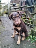 Kruising Dobermann, Dieren en Toebehoren, Honden | Niet-rashonden, 15 weken tot 1 jaar, Teef, Eén hond, Middel