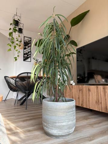Kamerplant smalbladige ficus met pot beschikbaar voor biedingen