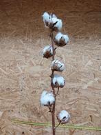 Mooie 8 bollen katoentak gedroogd. 2.00 pst.Alleen per doos, Huis en Inrichting, Ophalen, Nieuw