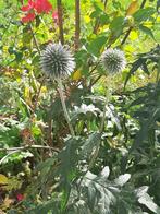 Wortel Stekken van Kogeldistel, Ophalen