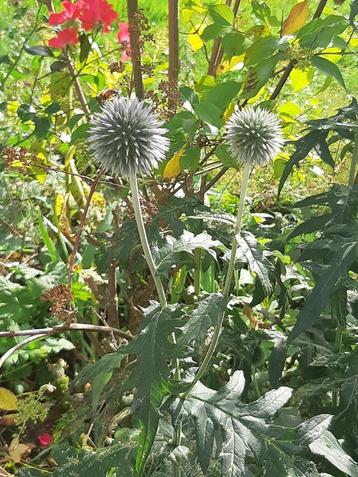 Wortel Stekken van Kogeldistel beschikbaar voor biedingen