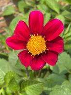 Dahlia knol, Tuin en Terras, Ophalen of Verzenden, Volle zon, Knol