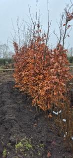 Rode beukenboom, Overige soorten, Lente, 250 tot 400 cm, Ophalen