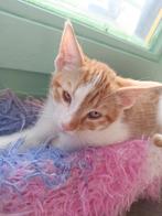 1mannetje (Kitten te koop), Dieren en Toebehoren, Katten en Kittens | Overige Katten, Kater, Kortharig, 0 tot 2 jaar