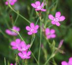 Steenanjer, inheemse plant, Ophalen, Zomer, Overige soorten, Volle zon