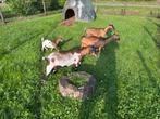 4 dwerggeit ooien, Dieren en Toebehoren, Schapen, Geiten en Varkens, Vrouwelijk, Geit, 0 tot 2 jaar