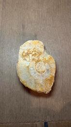 Fossiel, Ophalen, Fossiel