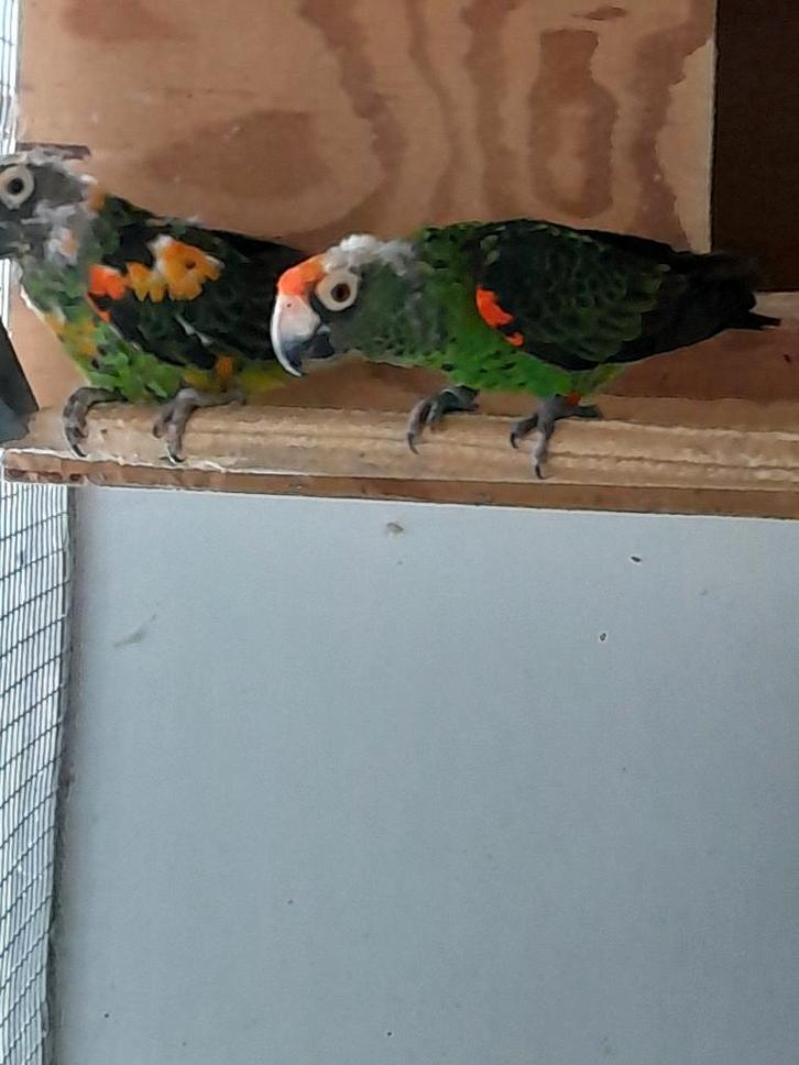 jardine papegaai, Dieren en Toebehoren, Vogels | Parkieten en Papegaaien, Papegaai, Meerdere dieren, Geringd