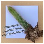 12. cleistocactus winteri subs.Colademononisapenstaartcactus, Ophalen of Verzenden, Halfschaduw, Minder dan 100 cm