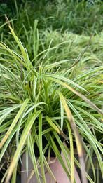 Siergras in 9 cm pot nu 10 voor €10,00, Ophalen, Vaste plant, Siergrassen, Halfschaduw