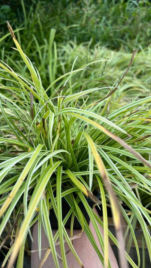 Siergras in 9 cm pot nu 10 voor €10,00, Tuin en Terras, Planten | Tuinplanten, Vaste plant, Siergrassen, Halfschaduw, Lente, Ophalen